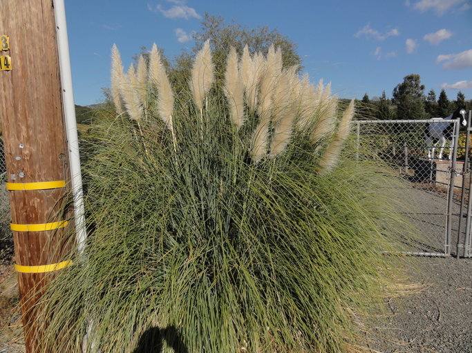 Plancia ëd Cortaderia selloana (Schult. & Schult. fil.) Asch. & Graebn.