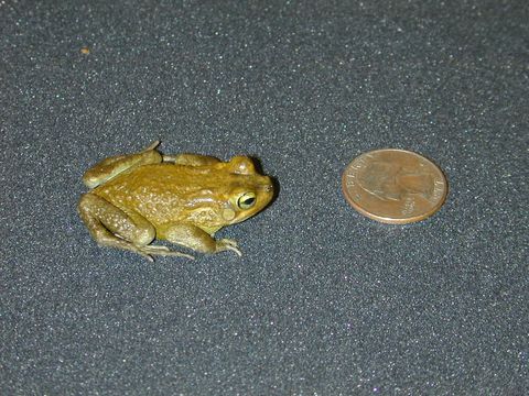 Image of Blanford’s Toad