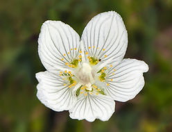 Image de Parnassie des Marais