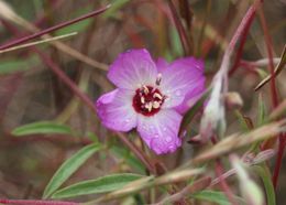 Plancia ëd Clarkia franciscana H. Lewis & Raven