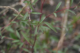 Plancia ëd Clarkia franciscana H. Lewis & Raven