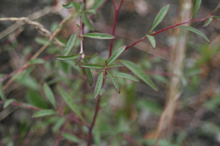 Plancia ëd Clarkia franciscana H. Lewis & Raven