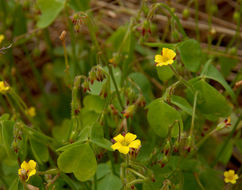 Image of Oxalis micrantha Boj. ex Prog.