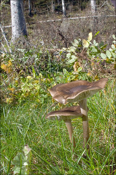 Image of Melanoleuca polioleuca (Fr.) Kühner & Maire 1934