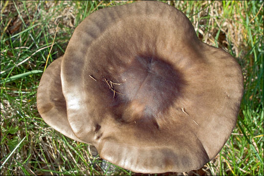 Image de Tricholome à chair brune