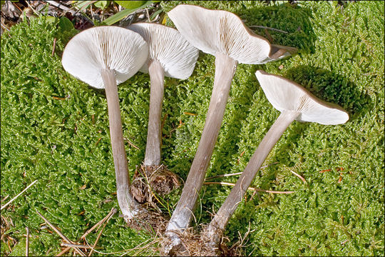 Image of Melanoleuca polioleuca (Fr.) Kühner & Maire 1934