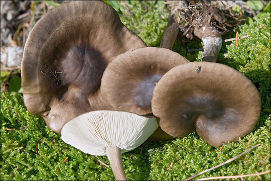 Image de Tricholome à chair brune