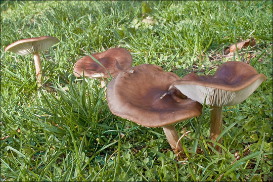 Image de Tricholome à chair brune