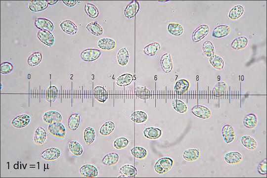 Image de Tricholome à chair brune