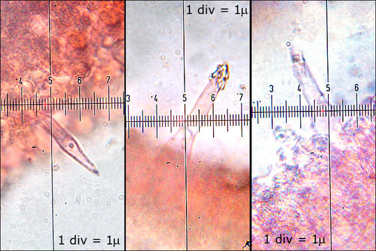 Image de Tricholome à chair brune