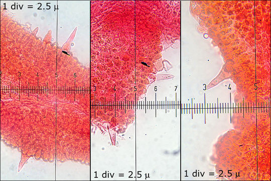 Image de Tricholome à chair brune