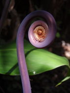 Image de Dicranopteris linearis (Burm. fil.) Underw.