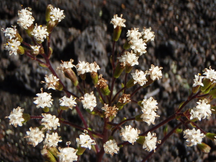 Image of Rough Dubautia