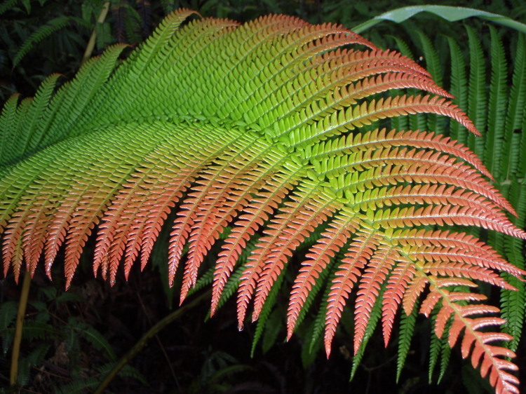 Image of amaumau fern