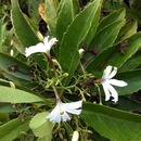 Imagem de Scaevola chamissoniana Gaud.