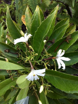 Imagem de Scaevola chamissoniana Gaud.