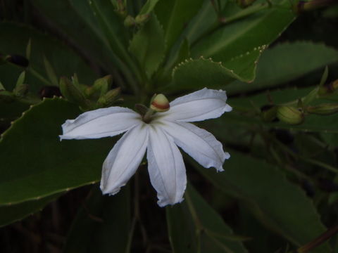 Image of naupaka kuahiwi