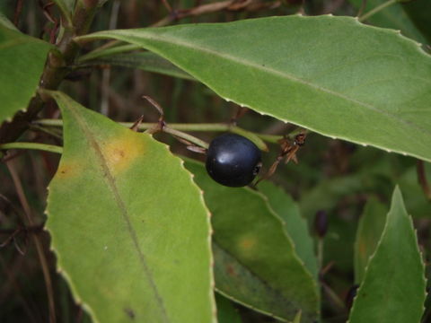 Imagem de Scaevola chamissoniana Gaud.