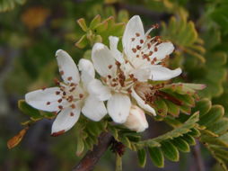 Image of Hawai'i hawthorn