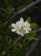 Image of Hawai'i hawthorn