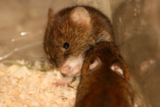 Image of Bank Vole