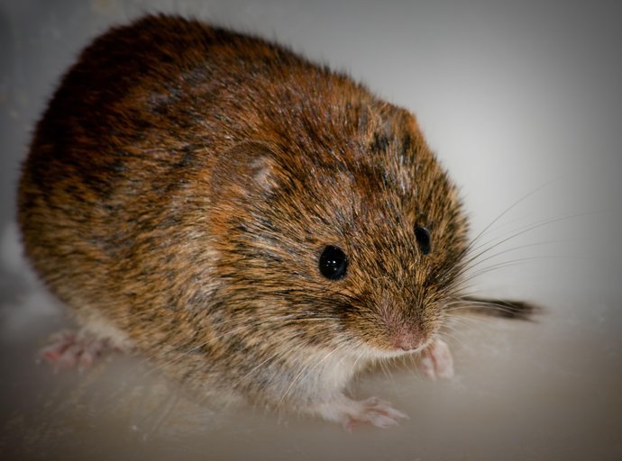 Image of Bank Vole