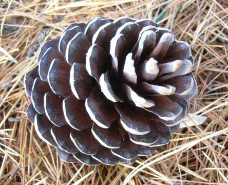 Plancia ëd Pinus radiata D. Don