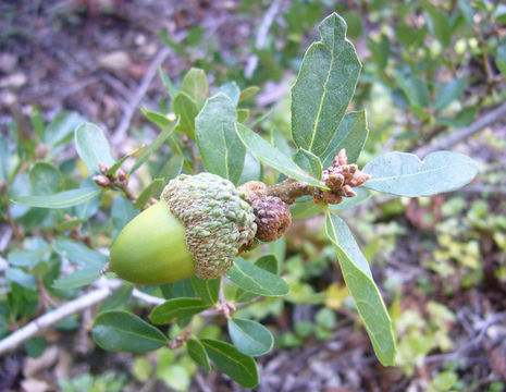 Image of Channel Island Scrub Oak