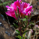 Image de Clarkia amoena (Lehm.) A. Nels. & J. F. Macbr.