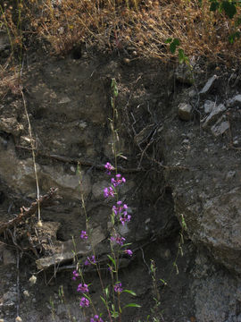 Sivun Clarkia mosquinii E. Small kuva