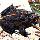 Image of Hula Painted Frog