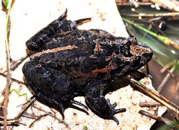 Image of Hula Painted Frog