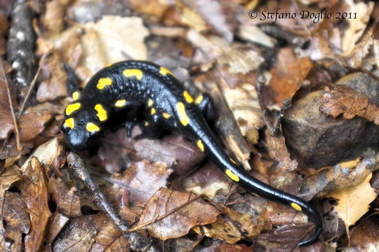 Image of North African Fire Salamander