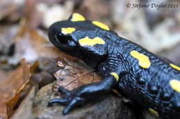 Image of North African Fire Salamander