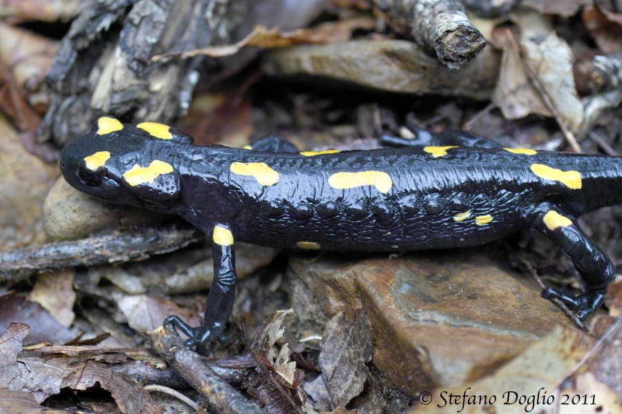 Image of North African Fire Salamander