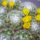 Image of Mammillaria baumii Boed.