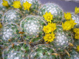 Image of Mammillaria baumii Boed.