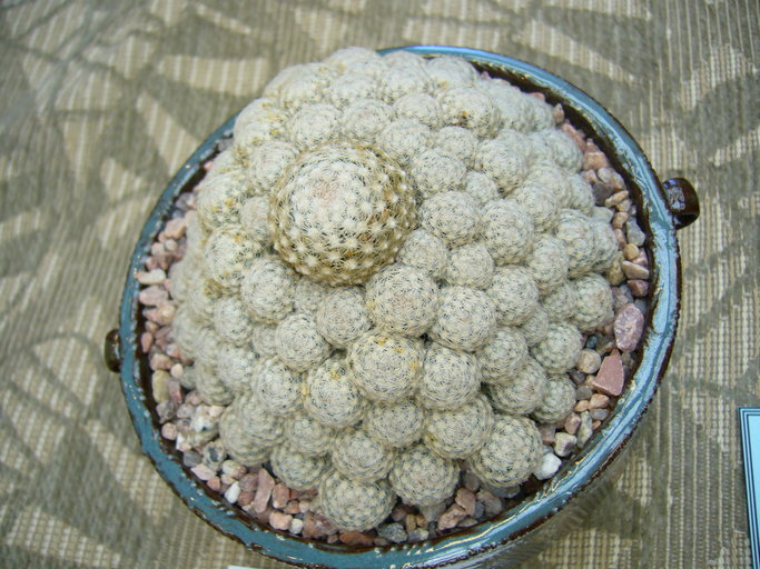 Image of Lace-spine Nipple Cactus