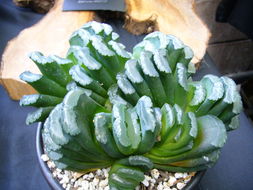 Image of Haworthia truncata Schönland