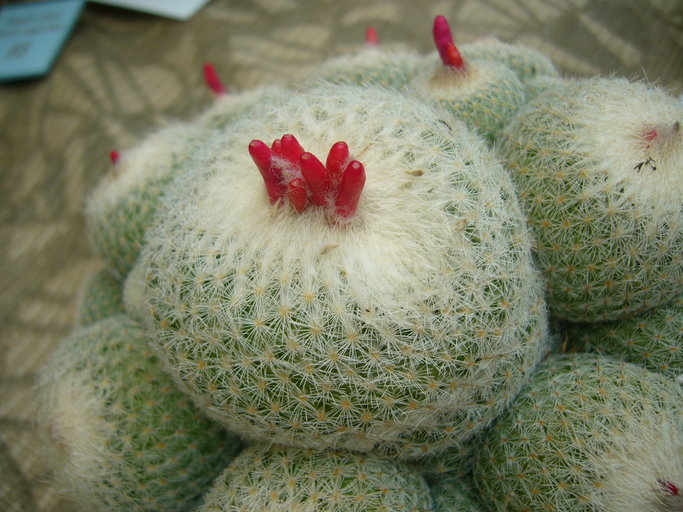 Image of Button Cactus