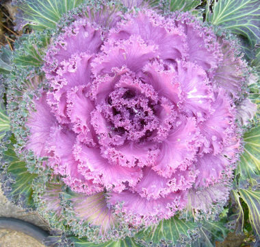 Image of <i>Brassica oleracea</i> var. <i>acephala</i>