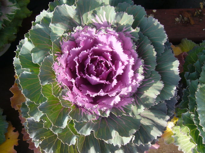 Image of <i>Brassica oleracea</i> var. <i>acephala</i>