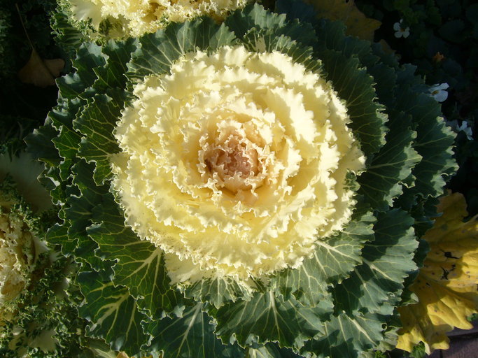 Image of <i>Brassica oleracea</i> var. <i>acephala</i>