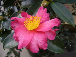 <i>Camellia sasanqua</i> resmi