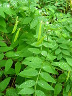 Image of redwood pea