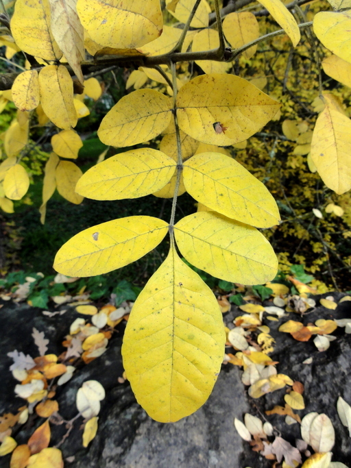 Image of Oregon Ash