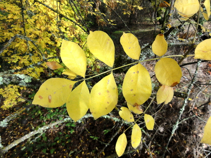 Слика од Fraxinus latifolia Benth.