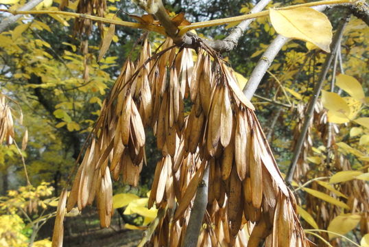 Слика од Fraxinus latifolia Benth.