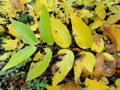 Image de Calycanthus occidentalis Hook. & Arn.