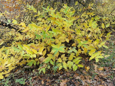 Image of western sweetshrub